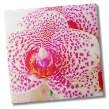 Moderne orchidee roze bloem