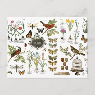 moderne vintage french botanical birds and flowers briefkaart