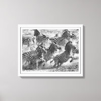 Moderne Zebra voor zwarte en witte fotografie