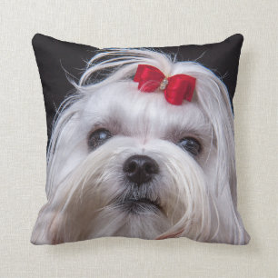 Modestuk van maltese hond, kleine witte speelgoed kussen