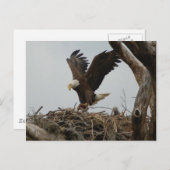 Moeder Bald Eagle Briefkaart (Voorkant / Achterkant)