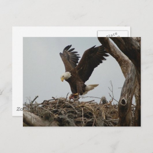 Moeder Bald Eagle Briefkaart (Voorkant / Achterkant)