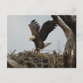 Moeder Bald Eagle Briefkaart (Voorkant)