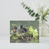 Moeder Coot met Jong DIY Briefkaart (Staand voorkant)