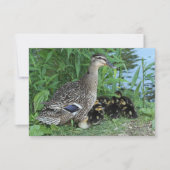 Moeder Eend en Eendjes Waardering voor Leraren Bedankkaart (Voorkant)