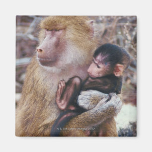 Moeder en Baby Baboon Magneet