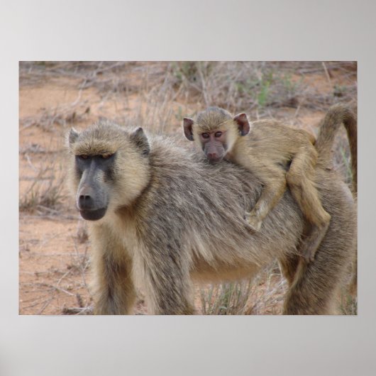 Moeder en Baby Baboon Poster (Voorkant)