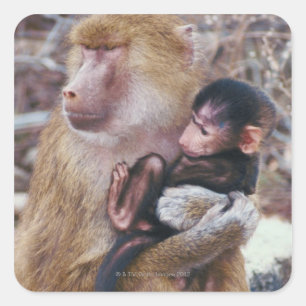 Moeder en Baby Baboon Vierkante Sticker