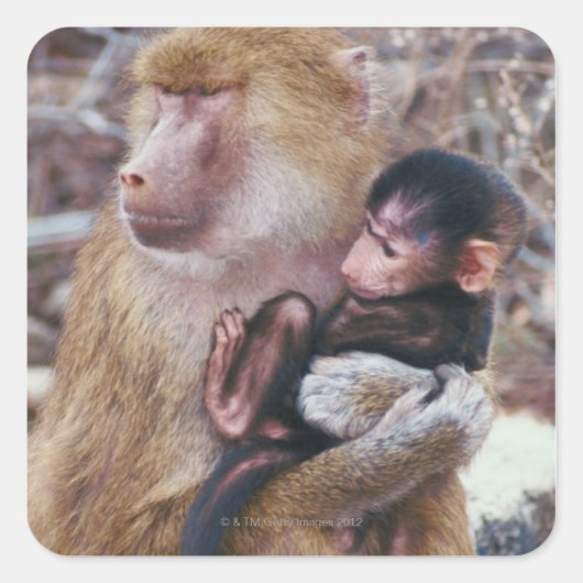Moeder en Baby Baboon Vierkante Sticker (Voorkant)