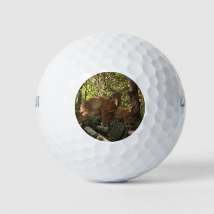 Moeder en Baby Deer in het natuurpark Shenandoah Golfballen