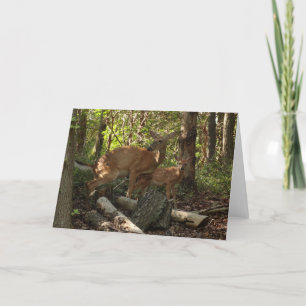 Moeder en Baby Deer in het natuurpark Shenandoah Kaart