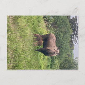 Moeder en baby eland briefkaart