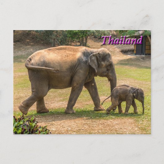 Moeder en Baby Elephant, Thailand Briefkaart (Voorkant)