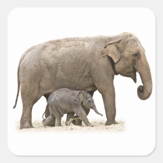 Moeder en Baby Elephant Vierkante Sticker (Voorkant)