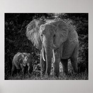 MOEDER EN BABY ELEPHANTS - ZWART EN WITTE POSTER