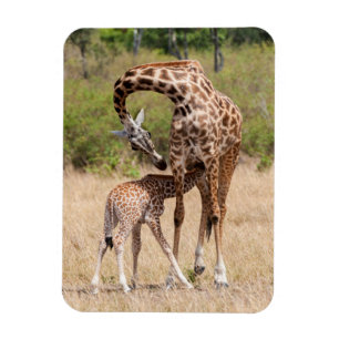 Moeder en baby-giraffe in Kenia Magneet