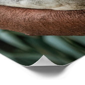 Moeder en Baby Koala Beer Poster (Hoek)