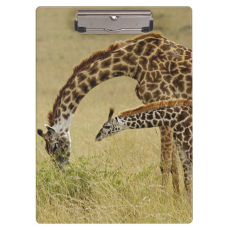 Moeder en baby Masaigiraffe, Giraffa Klembord