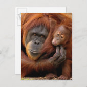 Moeder en Baby Orangutan Briefkaart (Voorkant / Achterkant)