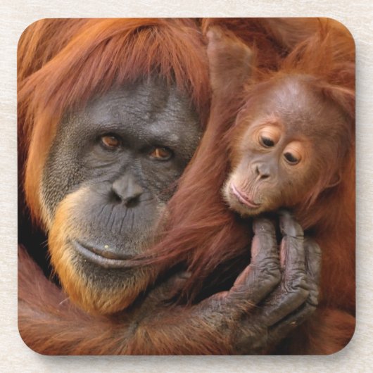 Moeder en Baby Orangutan Drankjes Onderzetter (Voorkant)