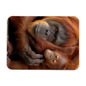 Moeder en Baby Orangutan Magneet