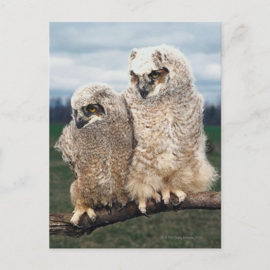 Moeder en Baby Owl Briefkaart (Voorkant)