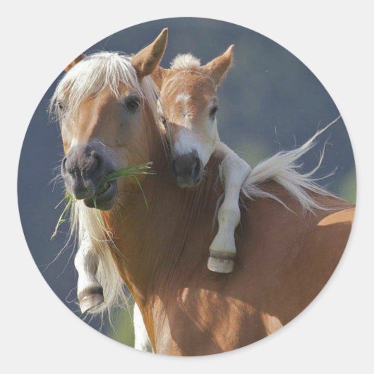 Moeder en Baby paard Ronde Sticker (Voorkant)