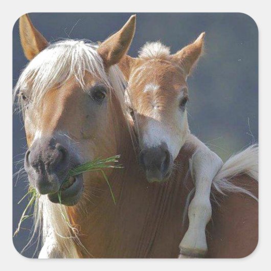 Moeder en Baby paard Vierkante Sticker (Voorkant)