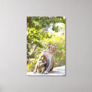 Moeder en baby Rhesus Macaque apen aan de muur Canvas Afdruk