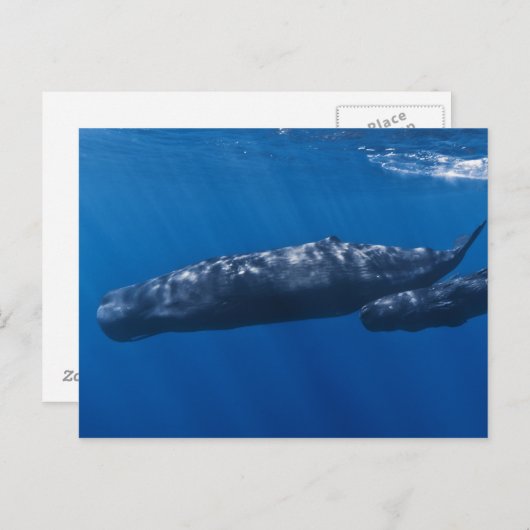 Moeder en Baby Sperm Whale Physeter macrocephalus Briefkaart (Voorkant / Achterkant)