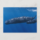 Moeder en Baby Sperm Whale Physeter macrocephalus Briefkaart (Voorkant)