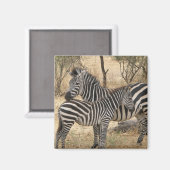 Moeder en Baby Zebra Magnet Magneet (Voorkant / Achterkant)