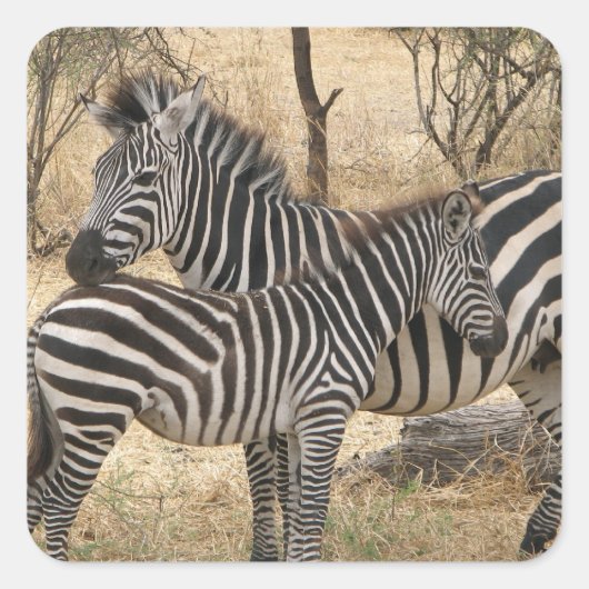 Moeder en Baby Zebra Sticker (Voorkant)