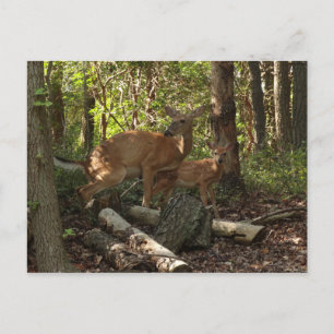 Moeder en babyhert in Shenandoah National Park Briefkaart