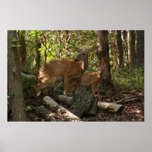 Moeder en babyhert in Shenandoah National Park Poster