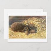 Moeder en baby's Hedgehog  Briefkaart (Voorkant / Achterkant)