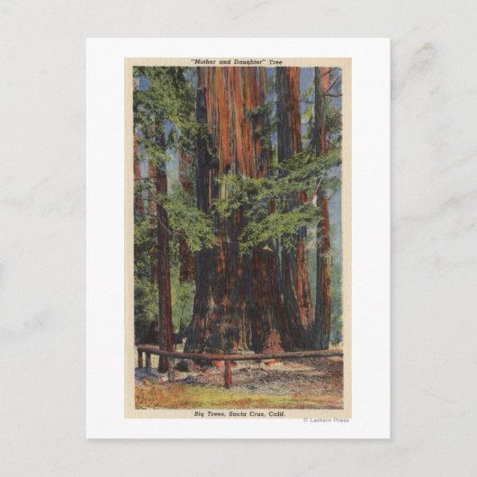"Moeder" en "Dochter" in Big Trees Park Briefkaart (Voorkant)