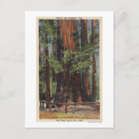 "Moeder" en "Dochter" in Big Trees Park