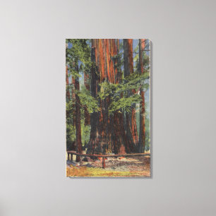 Moeder en dochter in Big Trees Park Canvas Afdruk