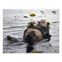 Moeder en Jong Zeeotter