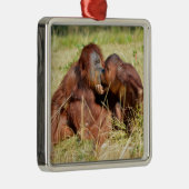 Moeder en jonge orangouans (Pongo pygmaeus) Metalen Ornament (Rechts)