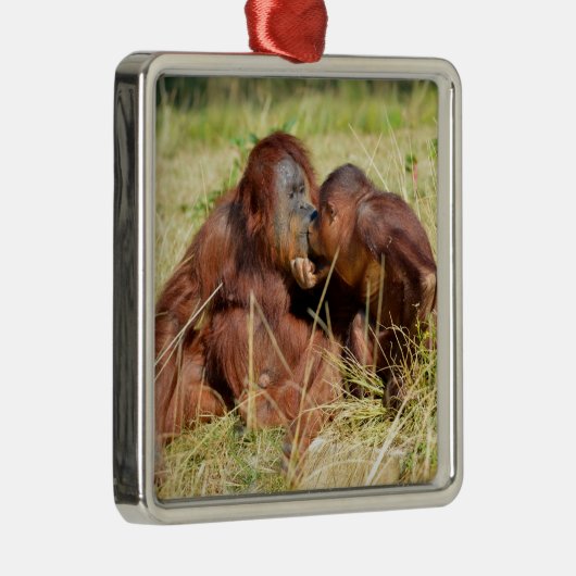 Moeder en jonge orangouans (Pongo pygmaeus) Metalen Ornament (Rechts)