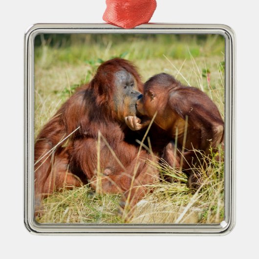 Moeder en jonge orangouans (Pongo pygmaeus) Metalen Ornament (Voorkant)