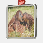 Moeder en jonge orangouans (Pongo pygmaeus) Metalen Ornament (Links)