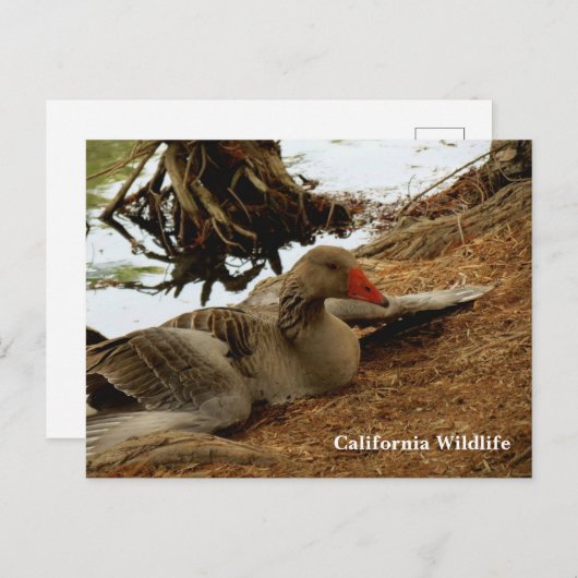 Moeder Goose Briefkaart (Voorkant / Achterkant)