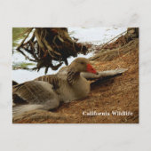 Moeder Goose Briefkaart (Voorkant)