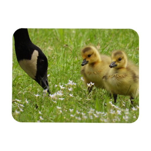 Moeder Goose (canada) en goslings Magneet (Horizontaal)