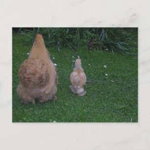 Moeder Hen en zijn Chick Briefkaart