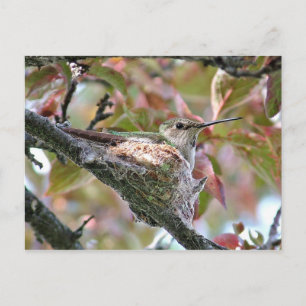 Moeder Hummingbird op Nest Briefkaart
