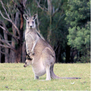 Moeder Kangaroo met Baby Joey in haar zak Fotobeeldje Magneet